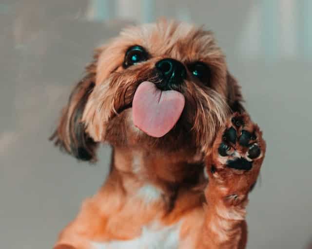 A Yorkie puppy licks the camera.