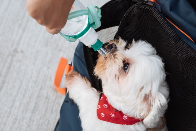 A white dog drinks from a water bottle.