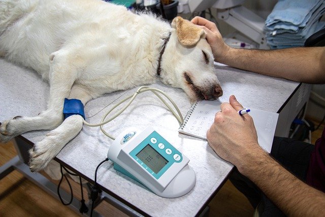 Dog undergoing emergency surgery.