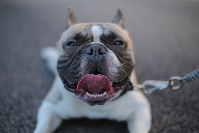 A bull terrier pants while lying on the ground.