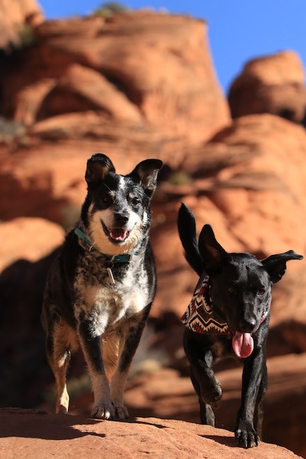 Two dogs run in hot weather.