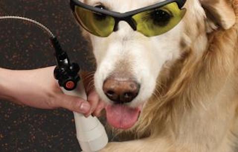 A retriever with protective glasses on has a laser therapy session.