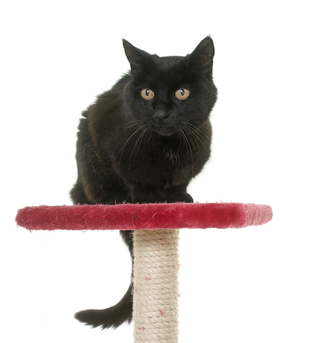 An old black cat sits on a scratching post.