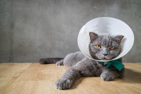 A gray cat is unhappy with his cone.
