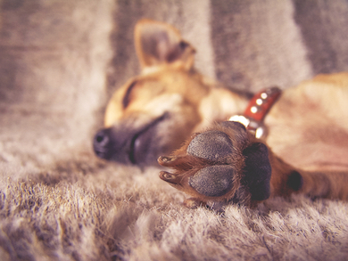 A puppy sleeps with his paw out.