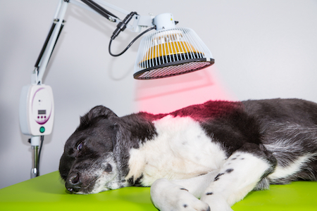 A dog receives laser treatment at the veterinary clinic.