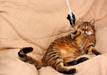 An older tabby cat plays with a string toy.