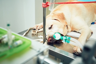 A Labrador Retriever is under sedation during surgery.