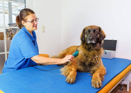 A brown dog receives laser therapy.