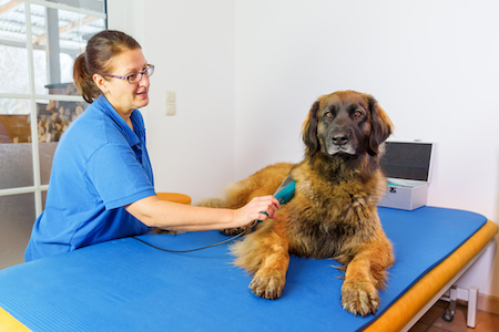 Dog best sale med laser