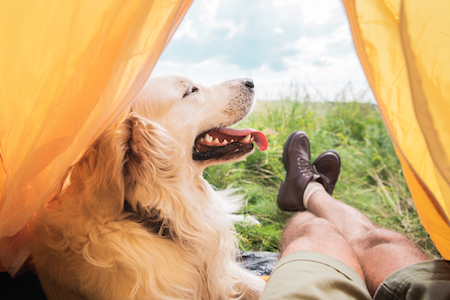 A Golden Retriever lies down in a tent.