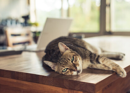 An older tabby cat lounges on a table.