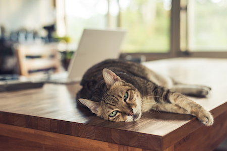 An older tabby cat lounges on a table.