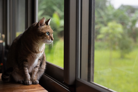 An old cat looks out the window.