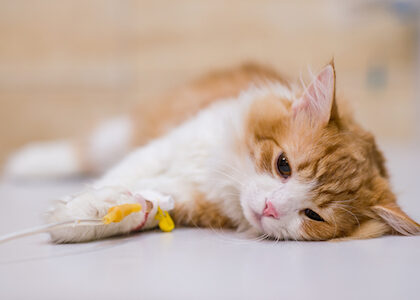 A sick kitten lies on a vet's table.