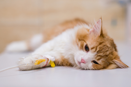 A sick kitten lies on a vet's table.