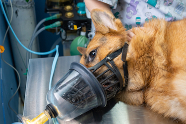 A German Shepherd undergoes an anesthetic procedure.