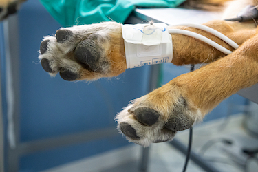 A dog's paws are prepared for surgery.