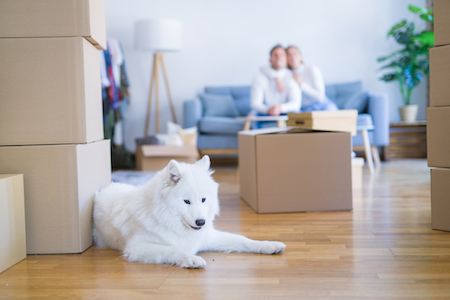 A Samoyed dog rests near moving boxes.