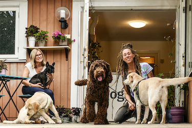 Dogs and attendants at a dog daycare facility.