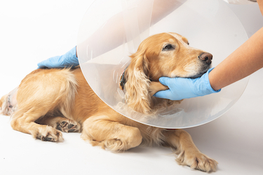 A retriever mix wears a cone after surgery.
