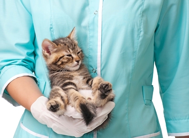 A tabby kitten is held by a veterinarian.