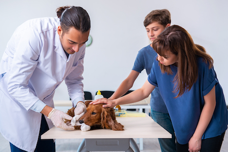 A spaniel is examined by a veterinarian.