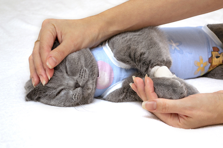 A cat is comforted after surgery.