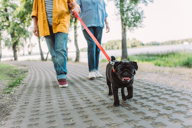 Pet owners walk their black pug on the sidewalk.