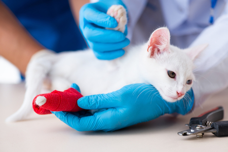 A white kitten is cared for by a vet.