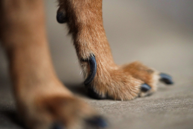 A close up of a dog's front paws and nails.