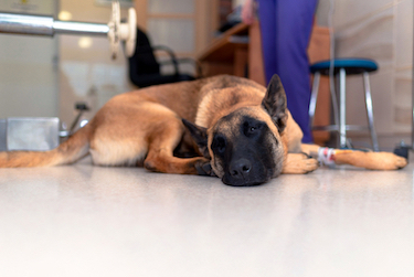 A German Shepherd dog slowly comes out of anesthesia.