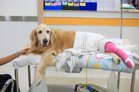 A retriever wakes up from surgery.