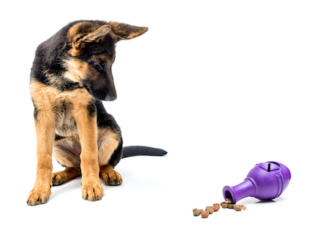 A German Shepherd looks at a brain game toy.