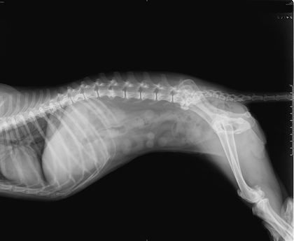 how much is a xray on a dogs leg