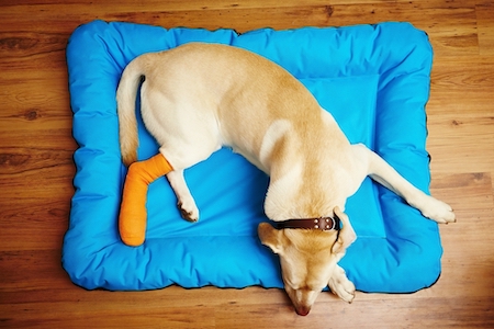 A dog with a broken foot lies on his bed.