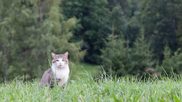 A Cat Health Threat