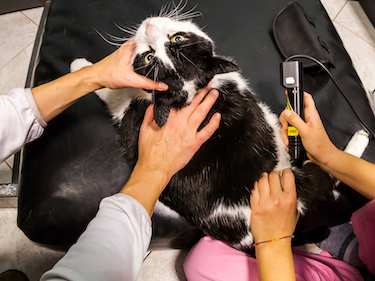 A black and white cat receives laser treatment.