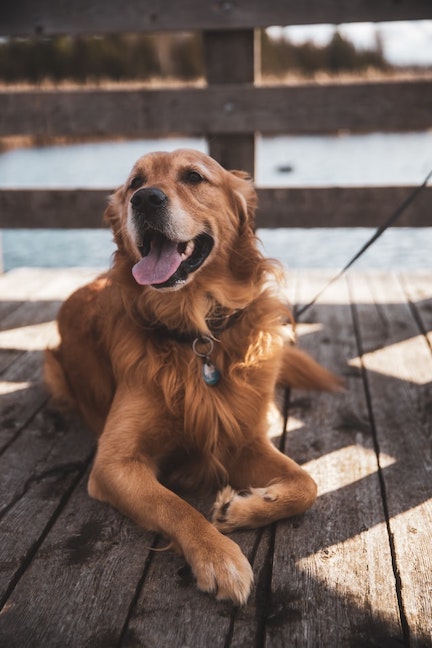 A happy Golden Retriever relaxes on a deck.