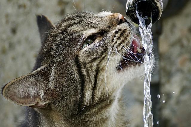 how to get a cat to drink water