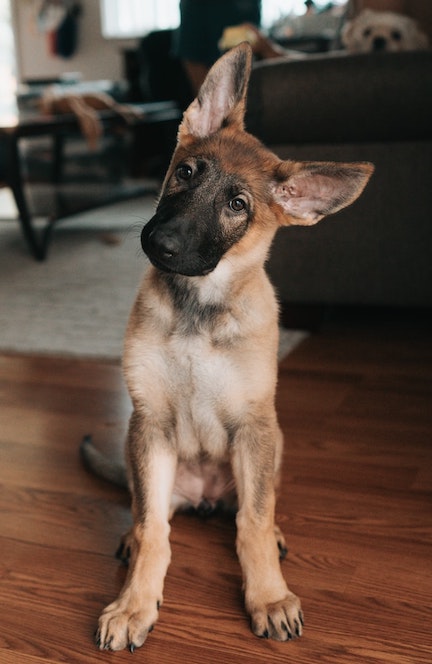 A German Shepherd puppy cocks his head.