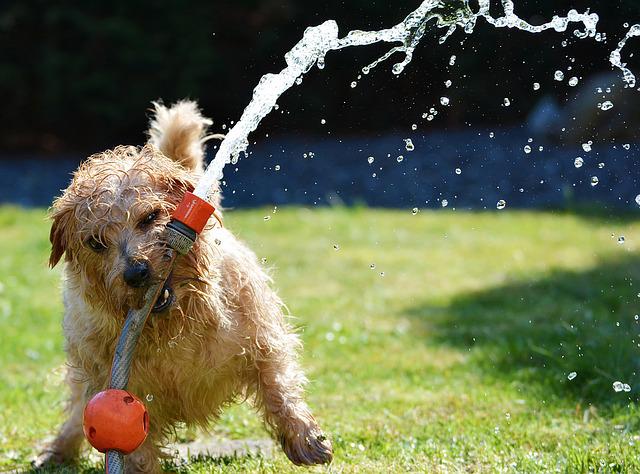 summer safety tips dogs