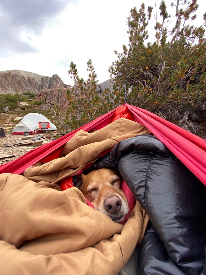 A retriever snuggles up in some camping blankets.