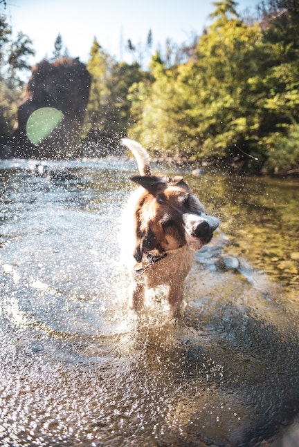 A dog shakes off water after a swim.