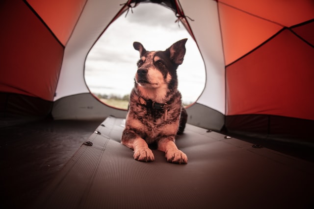 A dog lies down in a camping tent.