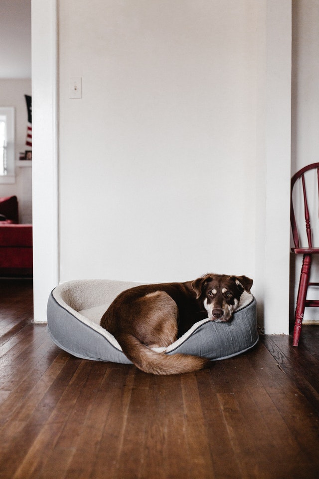 senior dog bed