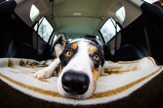 why do dogs feel fear in the car