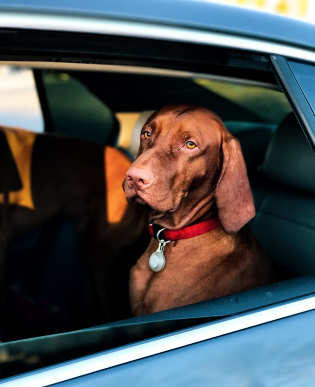 dog car anxiety