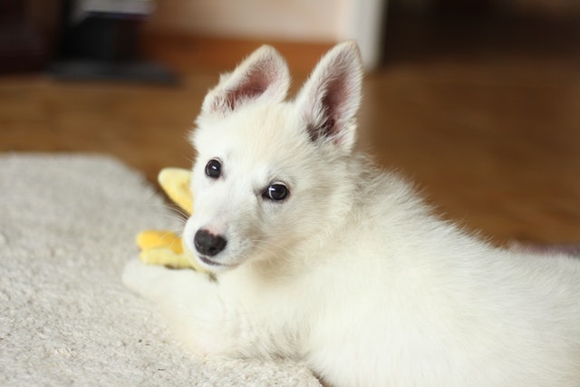 treating puppy hiccups