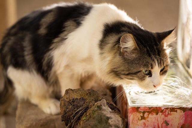 Getting your cat to drink more water